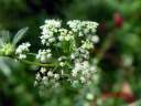 Apium_graveolens.jpg