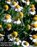 Matricaria_chamomilla.jpg