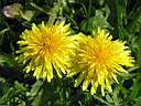 Taraxacum_officinale_36.jpg