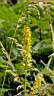 agrimonia_eupatoria1.jpg