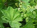 alchemilla_vulgaris-1.jpg